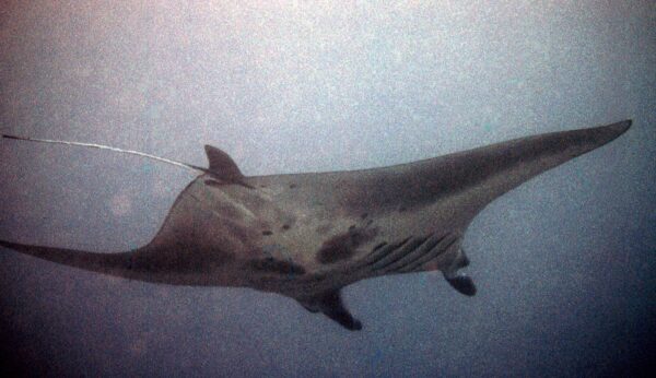 A female Manta alfredi.