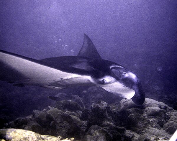 My female Manta alfredi.