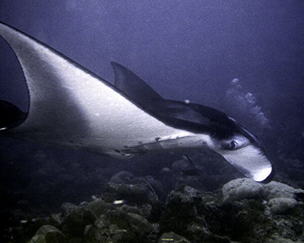 A Manta taking close look at me.