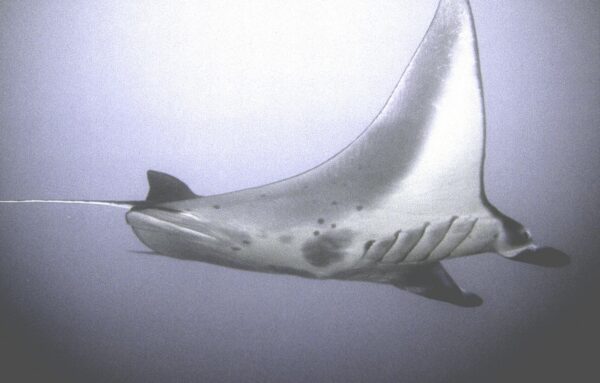 A manta swimming by our group of divers