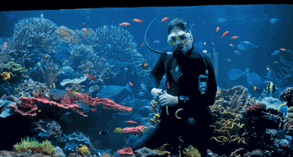 As far as curator Joe Yaiullo is concerned, the daily maintenance of his 30-foot-wide (9-meter) reef aquarium is "a job for the boss."