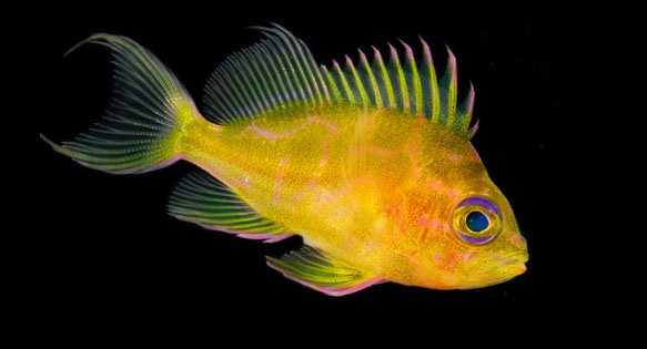 Odontanthias fuscipinnis – Anthias Captive Rearing & Breeding Proof of Concept