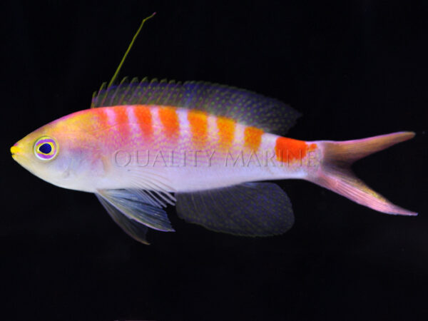 New Caledonia Sunrise Anthias - possible new anthias species discovered by divers in Quality Marine's exclusive New Caledonia supply chain.