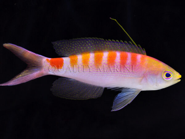Another look at the new anthias dubbed "New Caledonia Sunrise Anthias" while it awaits formal description by Jack Randall