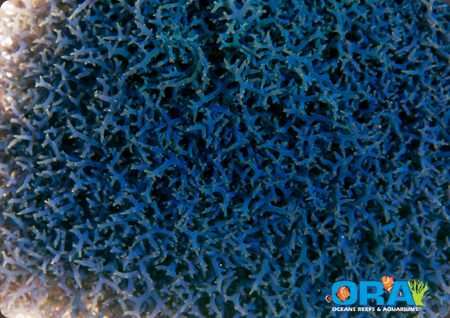 ORA's newest introduction for 2013 - Blue Hypnea Macroalgae