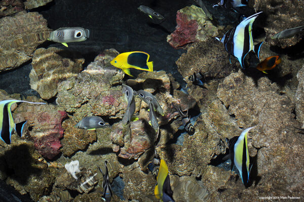 CORAL Contributing Editor Matt Pedersen's 300 gallon trough pond, chock full of breeding projects.