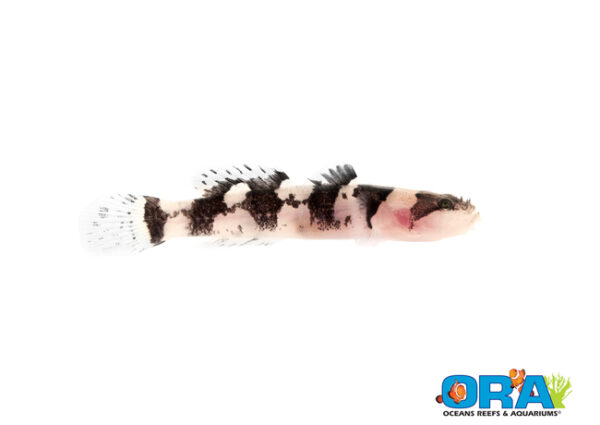 New from ORA - captive-bred Jaguar Gobies