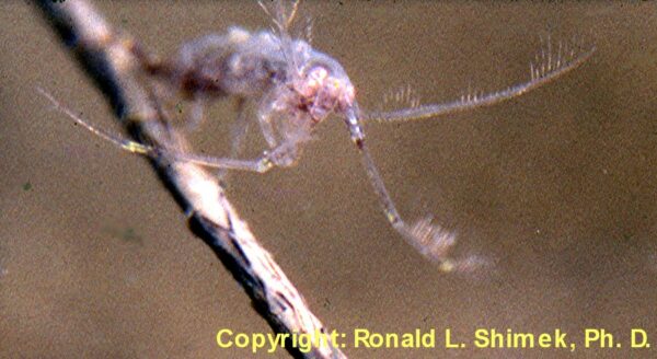 A stranded amphipod, Dulichia rhabdoplastis.