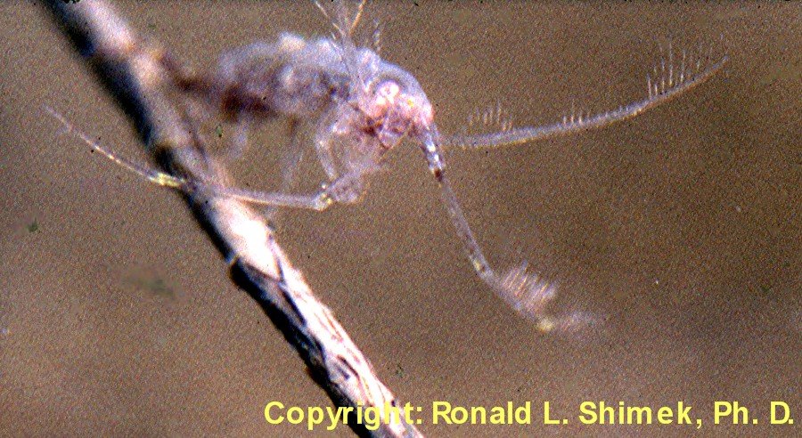  A stranded amphipod, Dulichia rhabdoplastis.