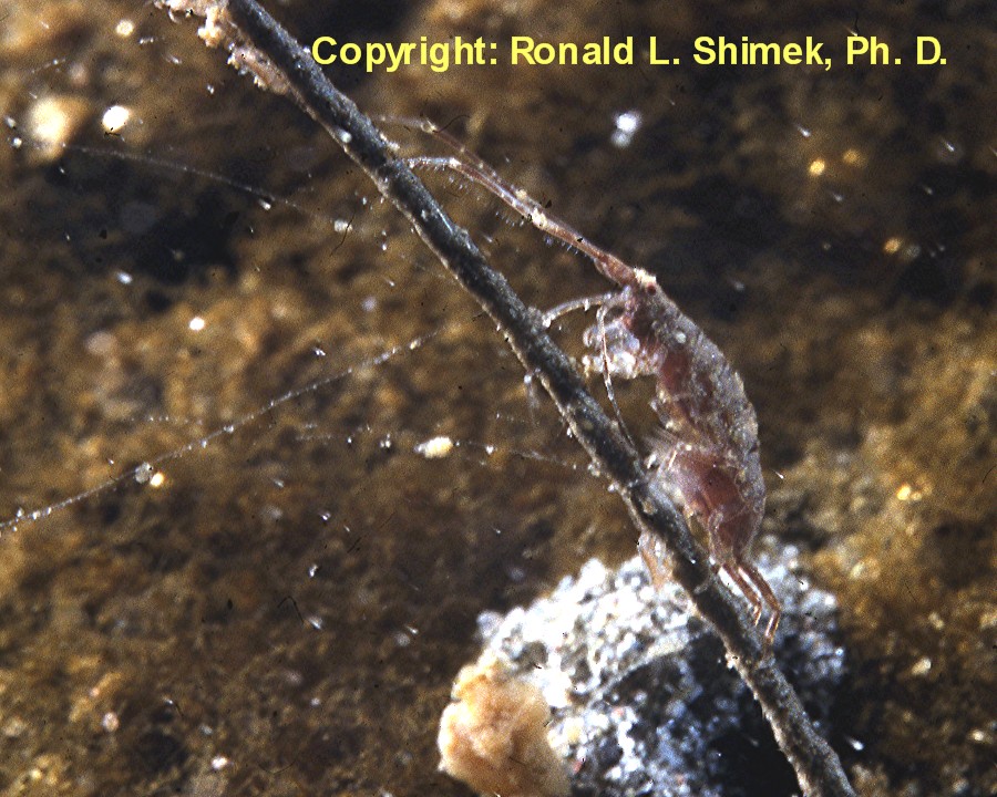 Female Dulichia and offspring.