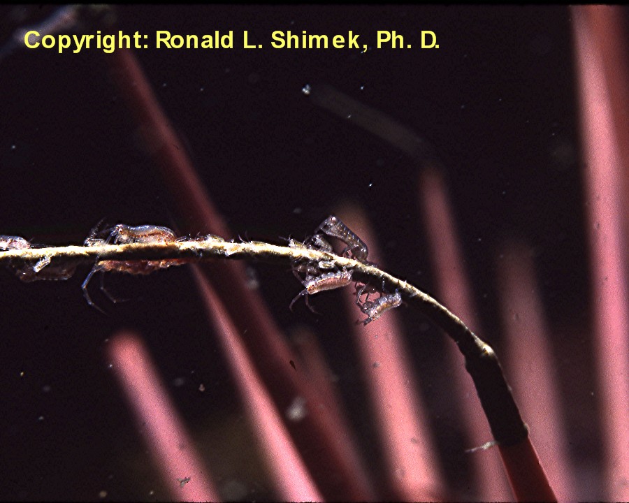 Dulichia female on fecal strand with young amphipods.