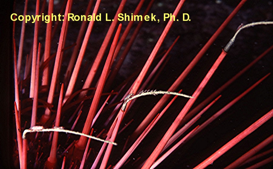 Urchin with many fecal strands.