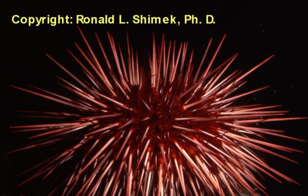 The red urchin