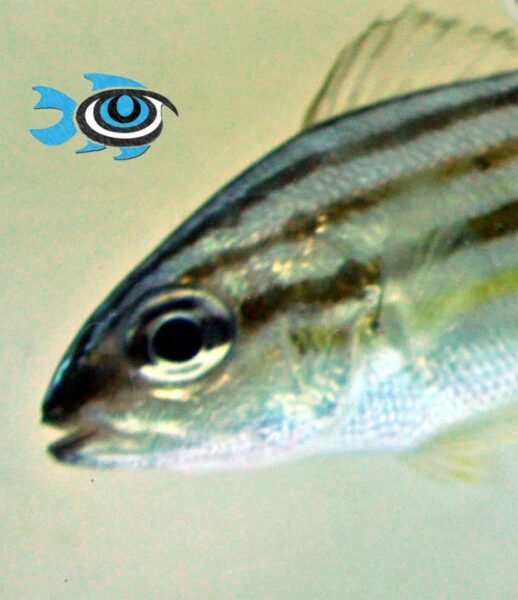 Captive-Bred Smallmouth Grunt - image courtesy Fisheye Aquaculture