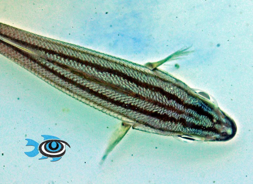 Captive-Bred Smallmouth Grunt - image courtesy Fisheye Aquaculture