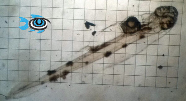Haemulon chrysargyreum at 17 hours post hatch - image courtesy Fisheye Aquaculture.