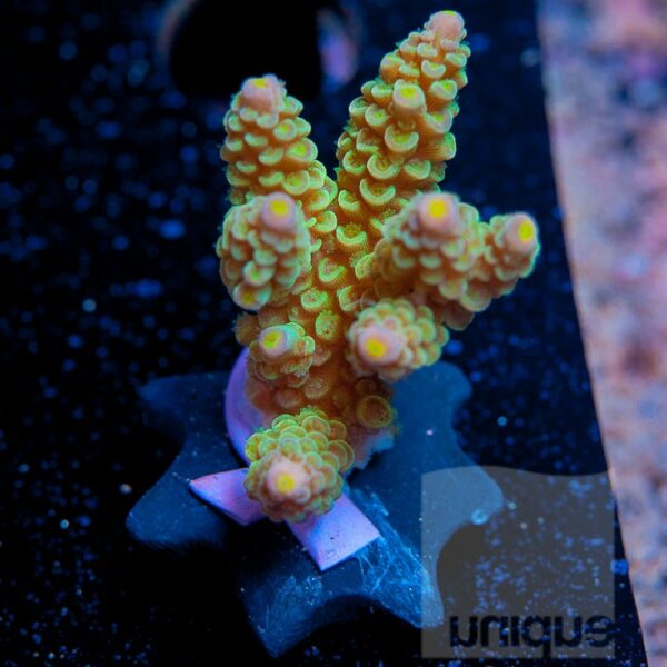 Green Acro "Coral for The Cure" offering