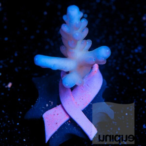Aussie Blue Acro "Coral for The Cure" offering