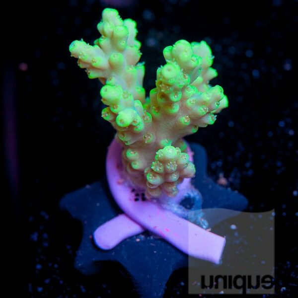 Green Chesterfieldensis Acropora "Coral for The Cure" offering