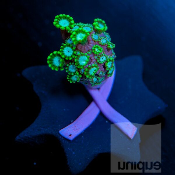 Green Alveopora "Coral for The Cure" offering