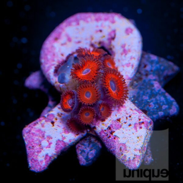 Superman Zoa "Coral for The Cure" offering
