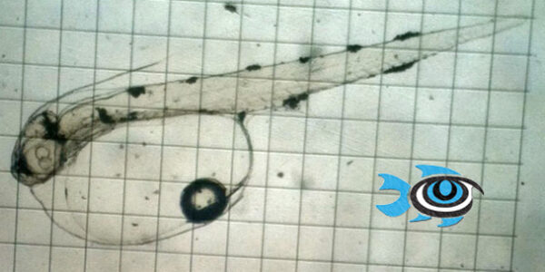 Haemulon chrysargyreum at 26 hours post hatch - image courtesy Fisheye Aquaculture.