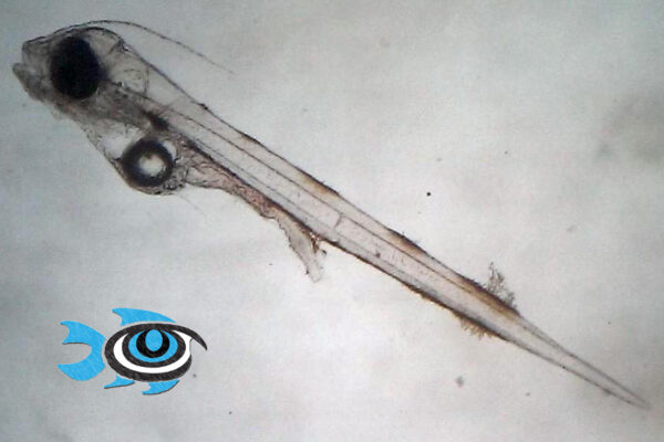 Haemulon chrysargyreum at 61 hours post hatch - image courtesy Fisheye Aquaculture.