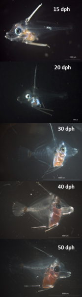 Larval development of yellow tangs from 15 to 50 days post hatch (dph). Photo credit: Dean Kline and David Hoy.
