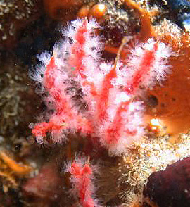 The coral has also been noted growing on live mussels being sold in Peruvian fish markets.