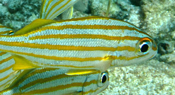 Adult Smallmouth Grunts seen in the wild - image by Flickr user JCVD100 under Creative Commons license.