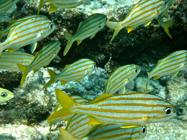 Adult Smallmouth Grunts seen in the wild - image by Flickr user JCVD100 under Creative Commons license.