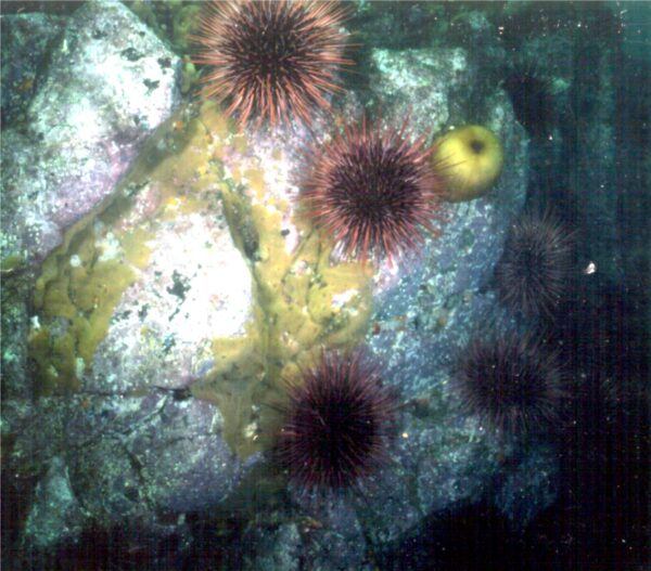 Red urchins have eaten all animal life in this area with the exception of a couple of sea anemones and some sponge.