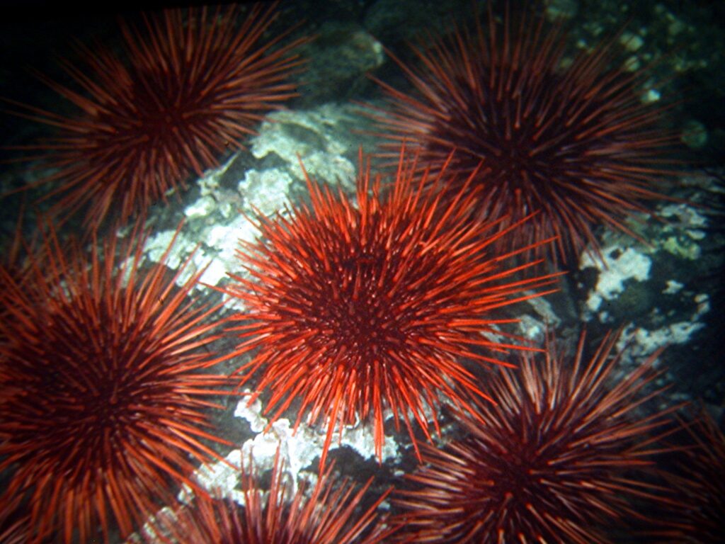 Red urchins clean the rock of life
