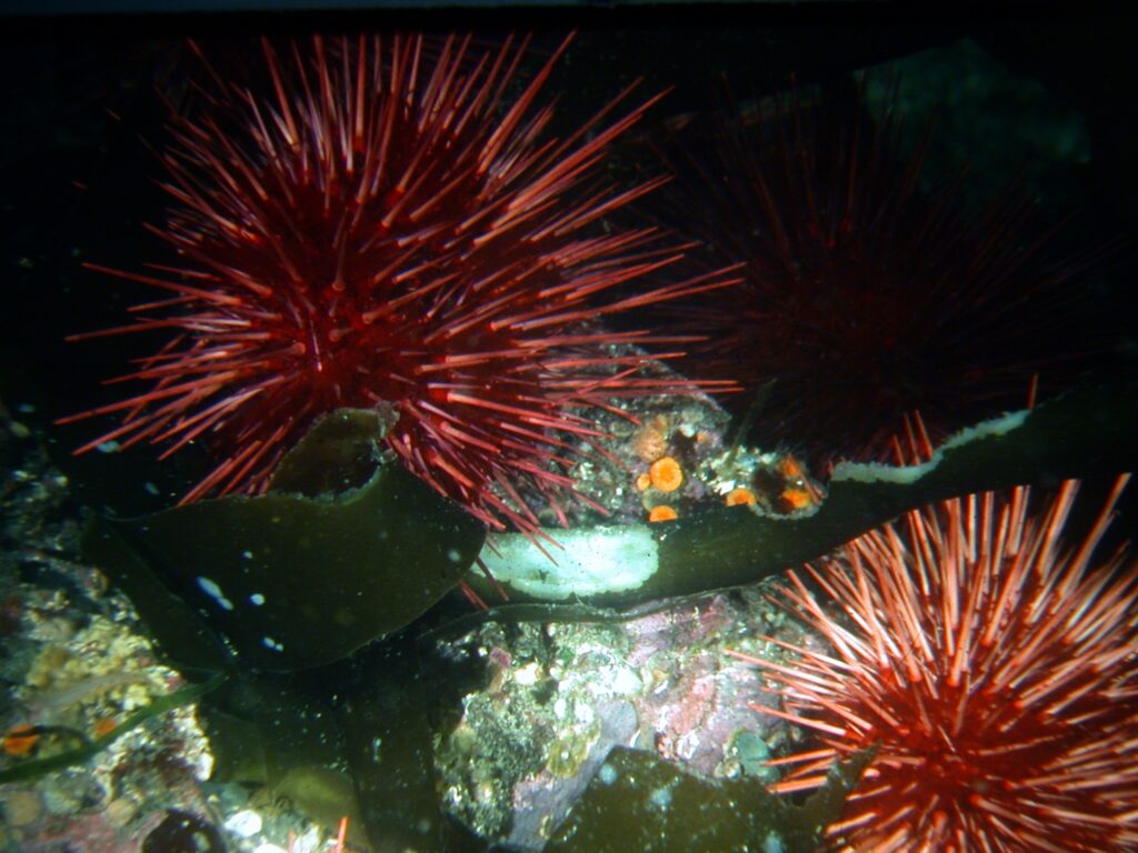 Kelp-eating urchins.