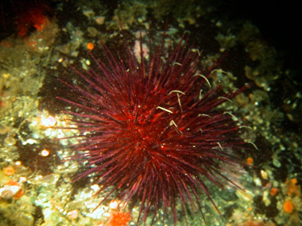 Red sea urchins with Dulichia fecal strands.