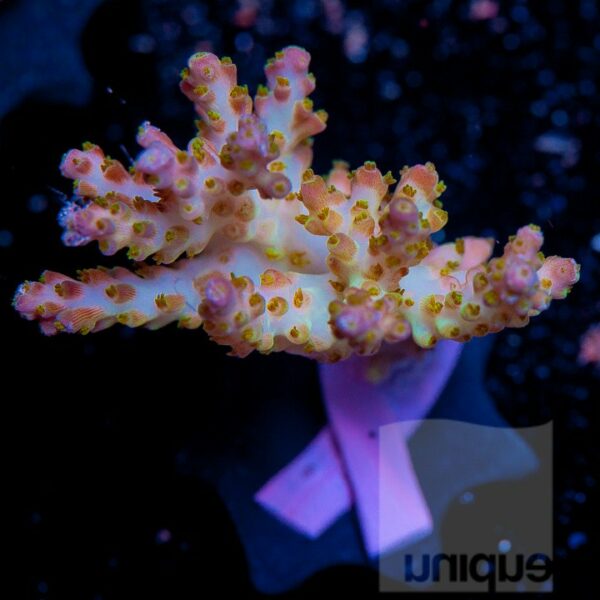 Sample of Assorted Acropora "Coral for The Cure" offerings