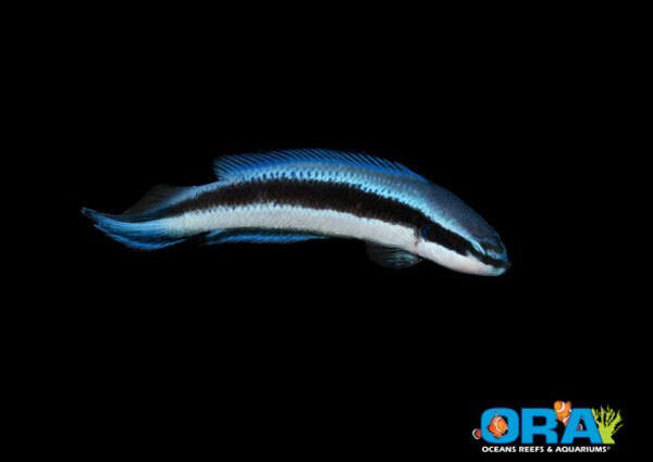 ORA's newest dottyback, the Electric Indigo.