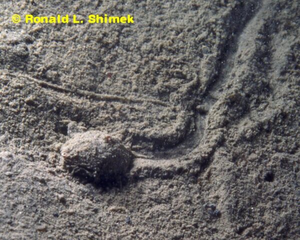 Gastropteron pacificum, leaving a trail in the mud.