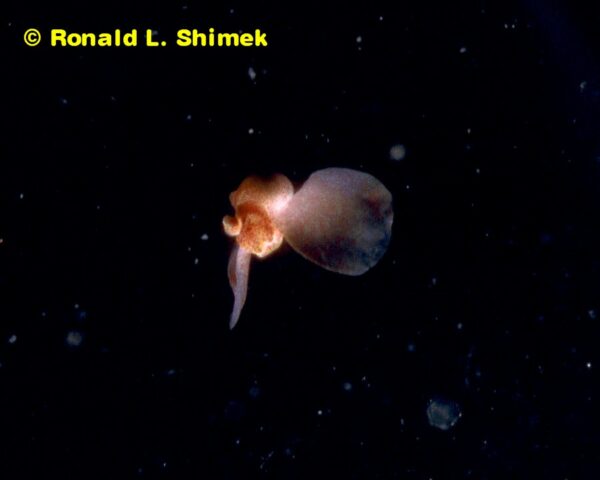 A swimming Gastopteron.