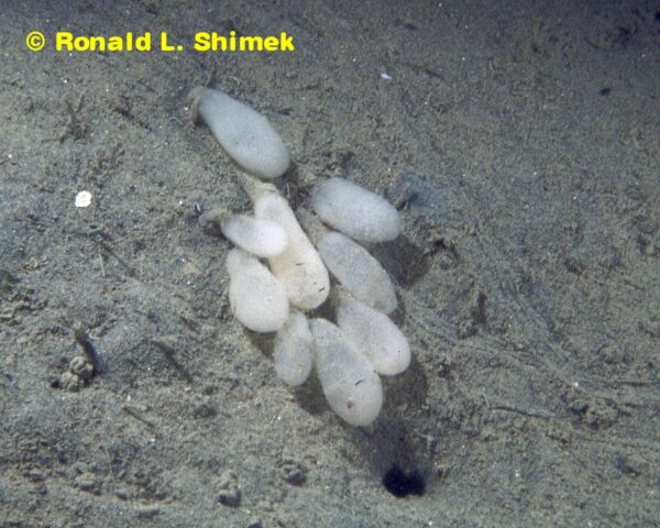 Egg masses of the Gastopteron.