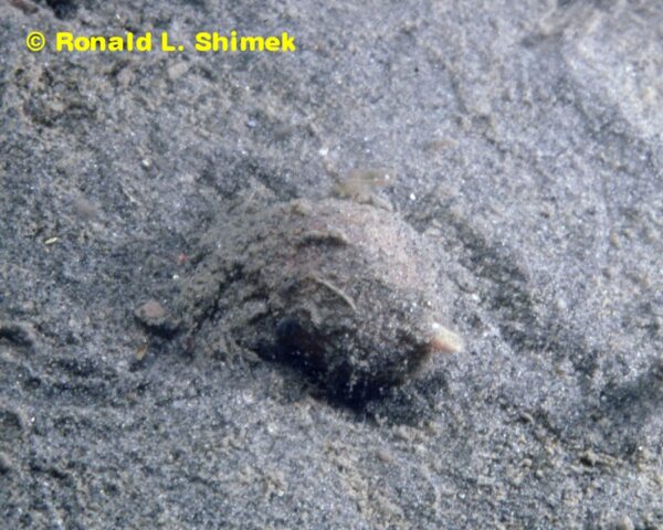 A Gastropteron pacificum on a sandy mud bottom.