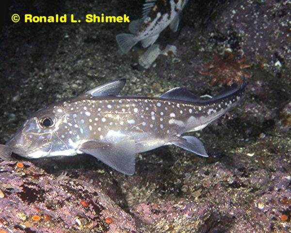 A Rat Fish.
