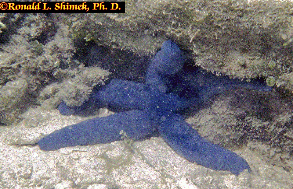 A blue reef star.