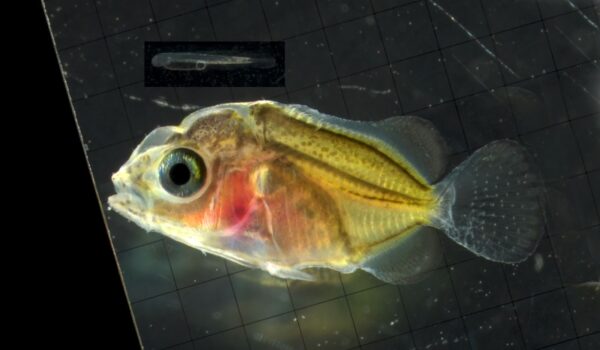 An accurately scaled comparison of larvae at 24 hours post hatch (inset; 2.32 mm NL) and 44 days post hatch (8.35 mm SL)