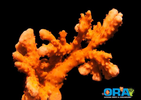 ORAnge Setosa - Montipora setosa cultivar from ORA (Oceans, Reefs and Aquariums)