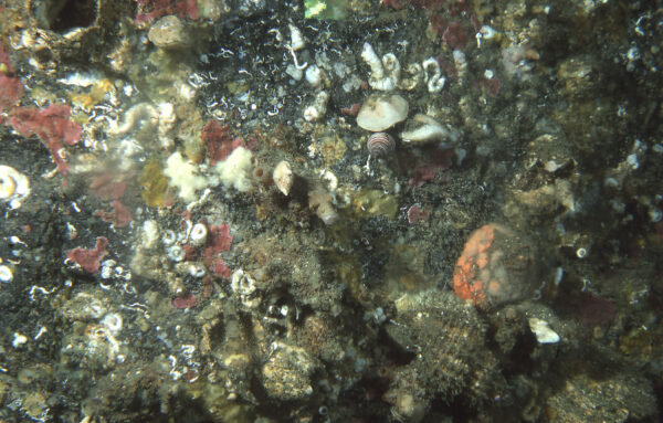 The winter clear-water doldrums. No filter-feeding animals are eatiing.