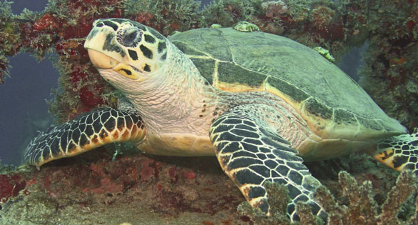 Endangered Sea Turtle in Florida waters.