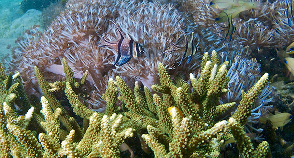 Banggai Cardinal Moves Closer to Endangered Species Listing