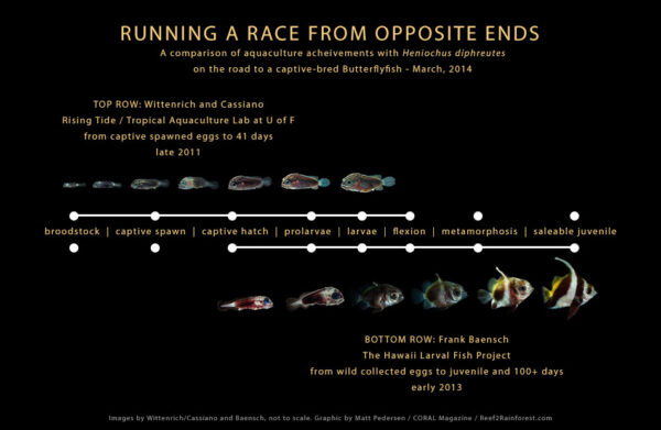 How close are we to a captive bred Butterflyfish? A comparison of the larviculture and aquaculture accomplishments of Wittenrich/Cassiano, and Baensch, with the Schooling Bannerfish, Heniochus diphreutes.