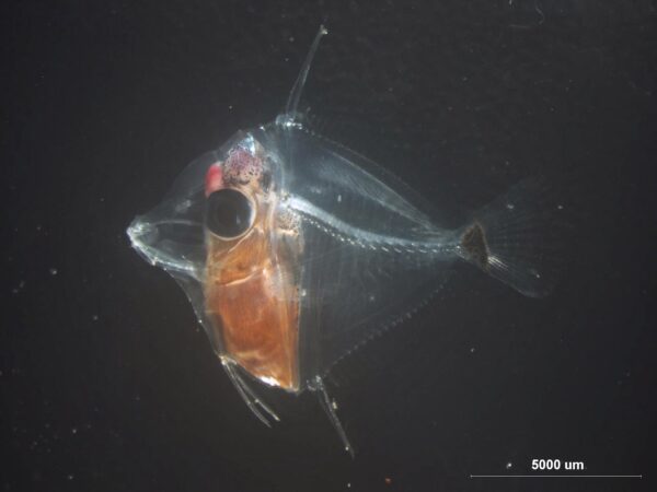 Day 60 Yellow Tang (Zebrasoma flavescens) larvae. Photo credit: Dean Kline.